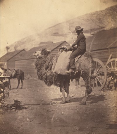 [Mann auf einem Kamel] von Roger Fenton