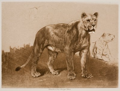 Studien einer Löwin von Rosa Bonheur