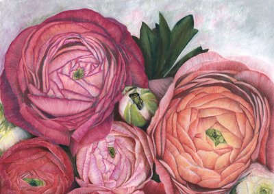 Rosa Pfirsich-Ranunkel von Rosana Laiz Blursbyai