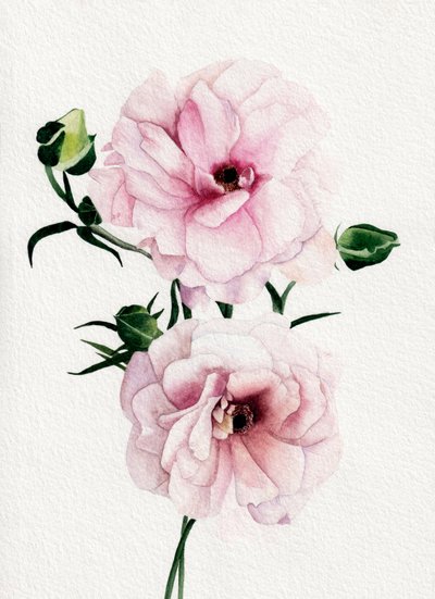 Rosa Aquarellblüten von Salome