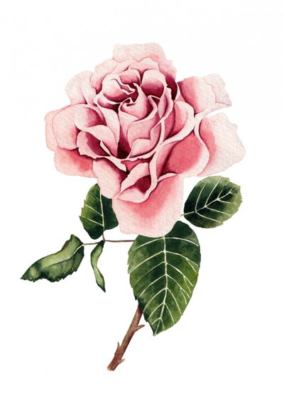 Aquarell Rosa Rose von Salome