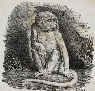 Albinoaffe im Jardin des Plantes, Botanischer Garten Paris, Frankreich, Lithographie von Salvatore Puglia aus Poliorama Pittoresco, Nr. 23, 14. Januar von Salvatore Puglia