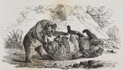 Bären von Asturien, Spanien, Lithographie von Salvatore Puglia von Salvatore Puglia