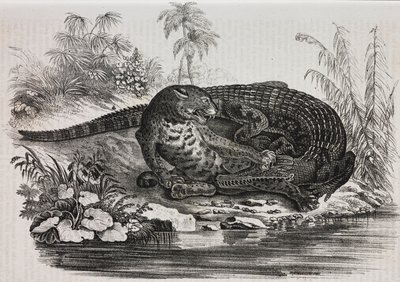Kaiman und Jaguar, Lithographie von Salvatore Puglia aus Poliorama Pittoresco, Nr. 16, 25. November von Salvatore Puglia