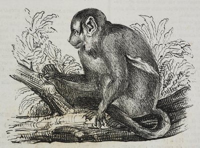 Nachtaffe Douroucoulis (Aotus trivirgatus), Lithographie von Salvatore Puglia von Salvatore Puglia
