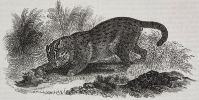 Sumatra-Katze, Lithographie von Salvatore Puglia von Salvatore Puglia