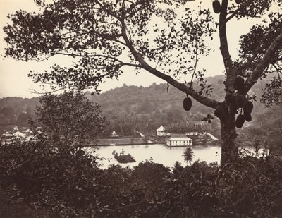 Ein Blick von der Upper Lake Road mit Tempel und Insel im Park - Obstbaum im Vordergrund von Samuel Bourne