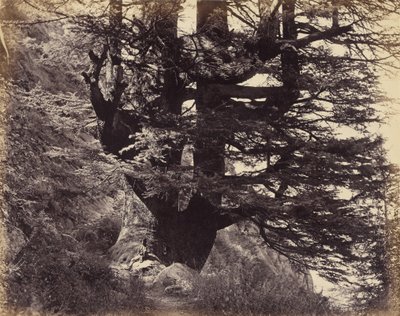 Große Deodar, 42 Fuß im Umfang von Samuel Bourne