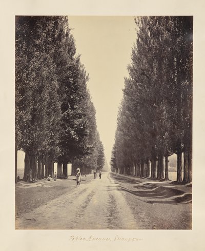 Srinuggur; Pappelallee, vom Ende von Samuel Bourne