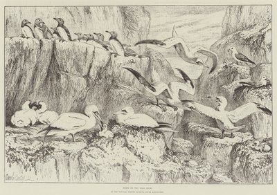 Vögel auf dem Bass Rock, im Naturhistorischen Museum, South Kensington von Samuel John Carter