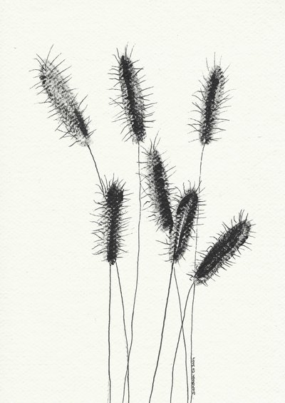 Zartes Stachelgras von Santhosh ch
