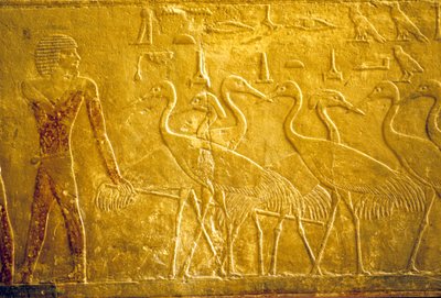 Altes Ägypten, Wandrelief, Mastaba/Grab von Ti, Saqqara, 5. Dynastie, Ein Bauer führt zahme Kraniche von School Egyptian