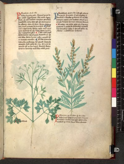 Egerton 747 Tractatus de herbis (Herbal) c.1280-1310 von School Italian