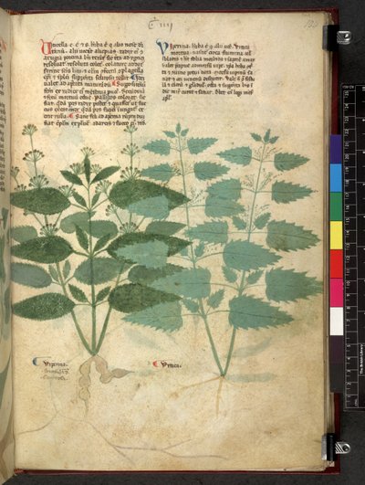 Egerton 747 Tractatus de herbis (Herbal) c.1280-1310 von School Italian