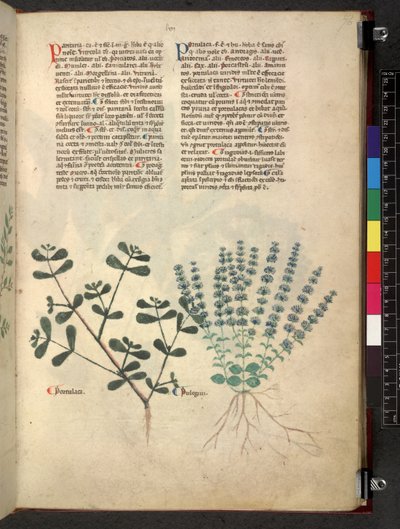 Tractatus de herbis (Kräuterbuch) ca. 1280-1310 von School Italian