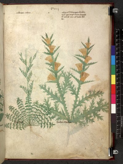 Tractatus de herbis (Kräuterbuch) um 1280-1310 von School Italian