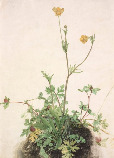Hahnenfuß, Rotklee und Wegerich von School of Albrecht Dürer
