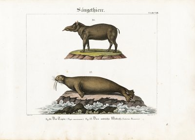 Tapir und Arktischer Walross von Senior Meyer