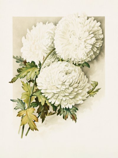Chrysanthemen für Heiligabend von Sidney Thomas Callowhill