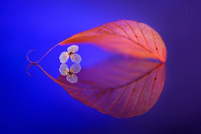 Schwebendes Blatt Reflexion von Sophie Pan