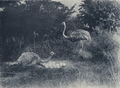 Strauße und Eier von South African Photographer