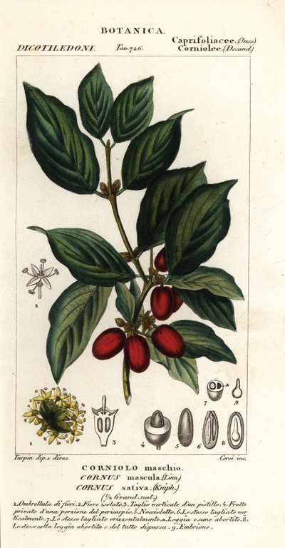 Kornelkirsche, Cornus mas von Stanghi Stanghi
