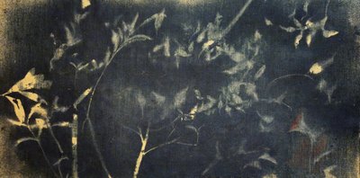 Indigo botanische Studie von Stefano Mazzolini