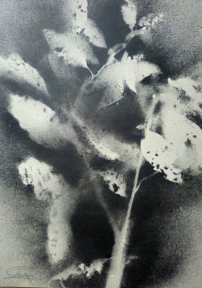 Monochrome Botanische Studie von Stefano Mazzolini