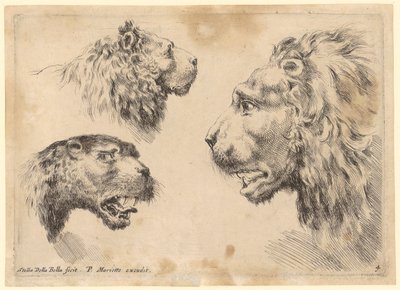 Drei Löwenköpfe von Stefano della Bella