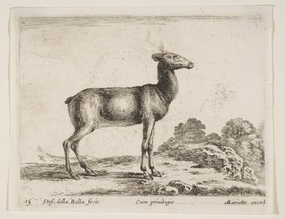 Tafel 15: Hirschkuh, aus Verschiedene Tiere von Stefano della Bella