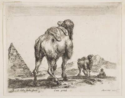 Tafel 18: Kamel von hinten gesehen mit Pyramide links, aus Verschiedene Tiere Diversi animali, ca. 1641 von Stefano della Bella