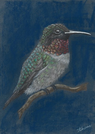Lebhafter Kolibri auf Ast von Sunet Theron