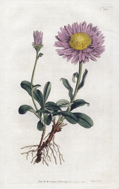 Alpenaster oder Alpendaisy (Lithographie) von Sydenham Teast Edwards