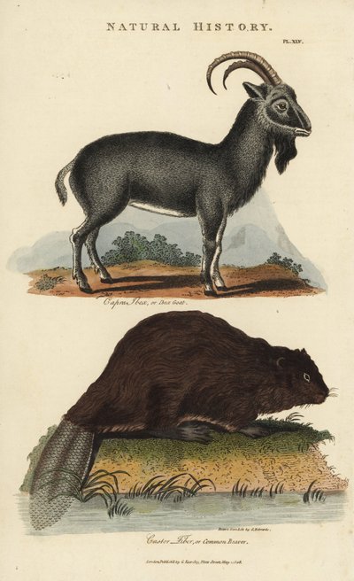 Alpensteinbock und Europäischer Biber von Sydenham Teast Edwards