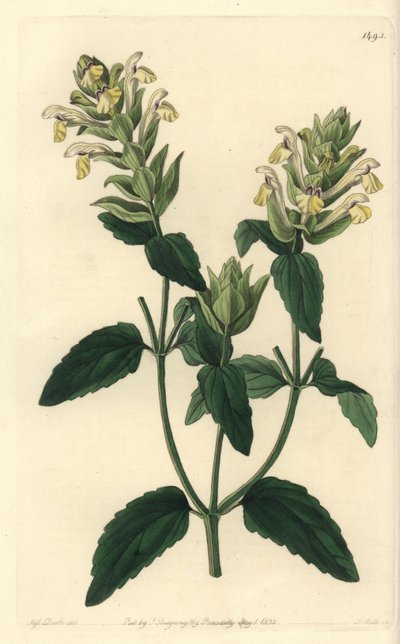 Alpine Skutellaria (Stich von S. Watts, Illustration von Sarah Drake) von Sydenham Teast Edwards