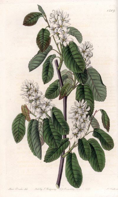 Amelanchier mit Erlenblättern oder blühende Aronie - Tafel graviert von S. Watts, nach einer Illustration von Sarah Anne Drake (1803-1857), aus dem Botanical Register von Sydenham Edwards (1768-1819), England von Sydenham Teast Edwards