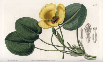 Wasser-Mohn von Sydenham Teast Edwards