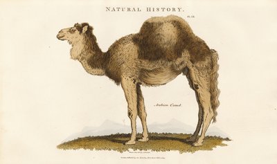 Arabisches Kamel von Sydenham Teast Edwards