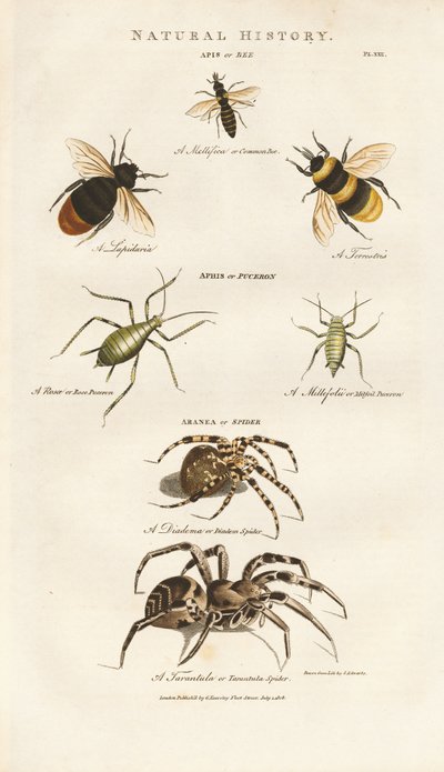 Bienen, Blattläuse und Spinnen von Sydenham Teast Edwards
