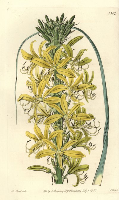 Beeren-Asphodel - Asphodeline lutea (Sibirischer gelber Asphodel, Asphodelus luteus var. sibiricus). Handkolorierter Kupferstich von S. Watts nach einer Illustration von M. Hart aus Sydenham Edwards