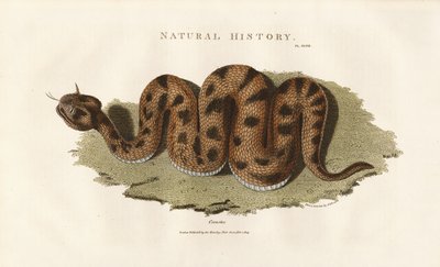 Boa Constrictor von Sydenham Teast Edwards