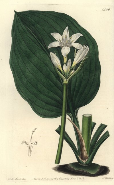 Brisbane-Lilie (Stich von S. Watts, Illustration von J.T. Hart) von Sydenham Teast Edwards