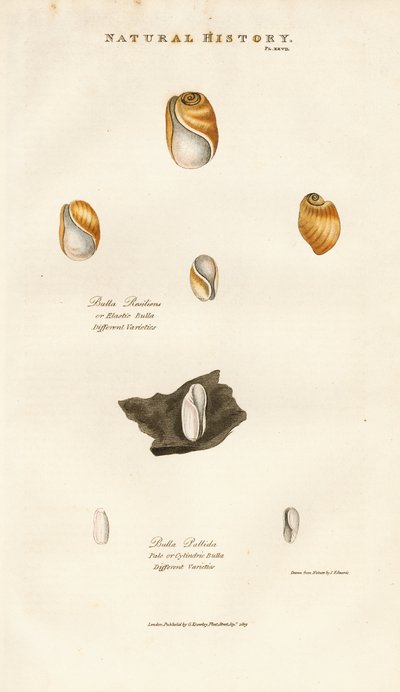 Blasenschnecken verschiedener Arten von Sydenham Teast Edwards