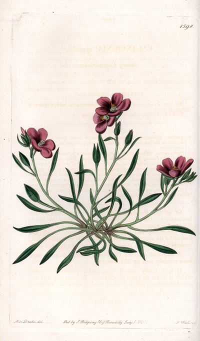 Calandrinia Varietät, heimisch in Amerika von Sydenham Teast Edwards