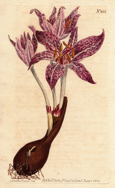 Wiesensafran von Sydenham Teast Edwards