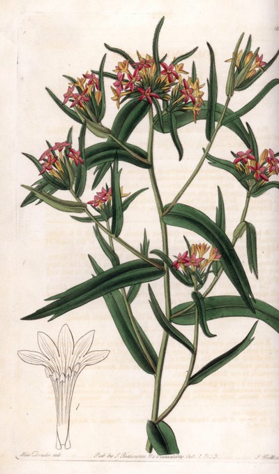 Collomia neon von Sydenham Teast Edwards