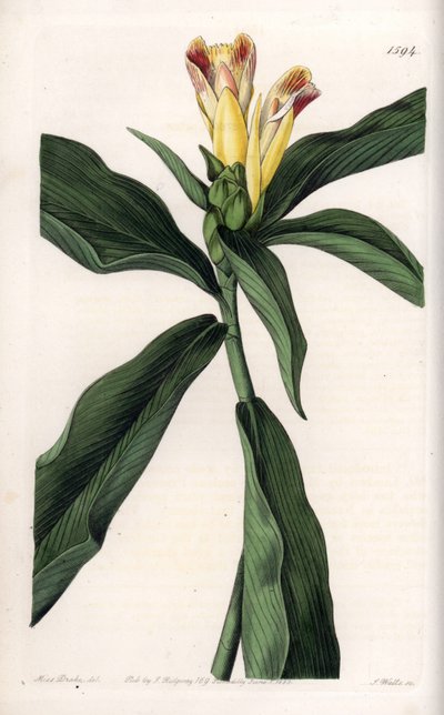 Costus-Varietät (Stich von S. Watts, Illustration von Sarah Anne Drake) von Sydenham Teast Edwards