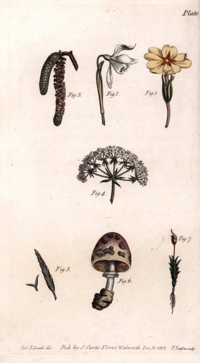 Verschiedene Kelche: Primel, Schneeglöckchen, Haselnuss, Zike, Gras, Pilz und Moos. Farbiger Kupferstich, Illustration von Sydenham Edwards (1768-1819) für Konferenzen der Botanik, Botanischer Garten von Lambeth (England) von Sydenham Teast Edwards