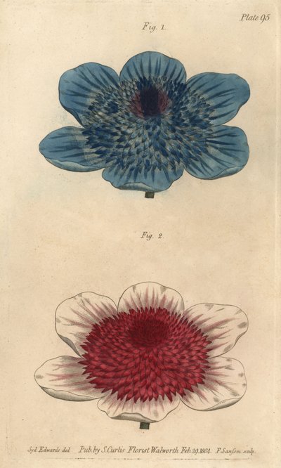 Doppelte blaue Anemone und doppelte Anemonenvarietäten von Sydenham Teast Edwards