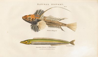 Leierfisch und Sandlanze von Sydenham Teast Edwards